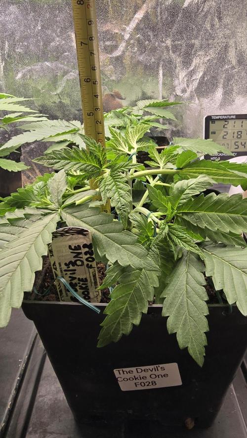 Grow Diary USA Genetics 2026 - F028. Week 4 - 23 days 