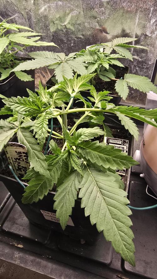 Grow Diary USA Genetics 2026 - F028. Week 4 - 23 days 