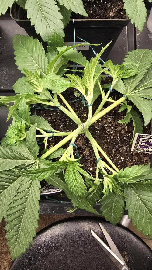 Grow Diary USA Genetics 2026 - F028. Week 4 - 23 days 