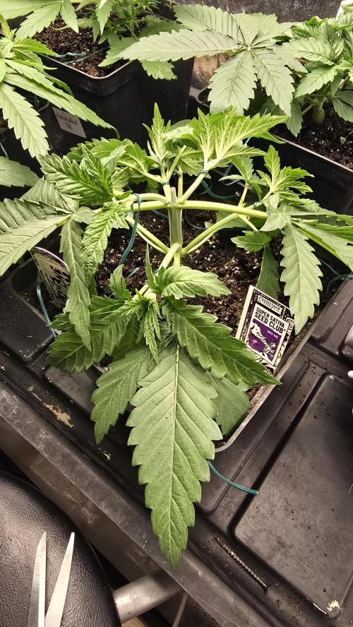 Grow Diary USA Genetics 2026 - F028. Week 4 - 23 days 