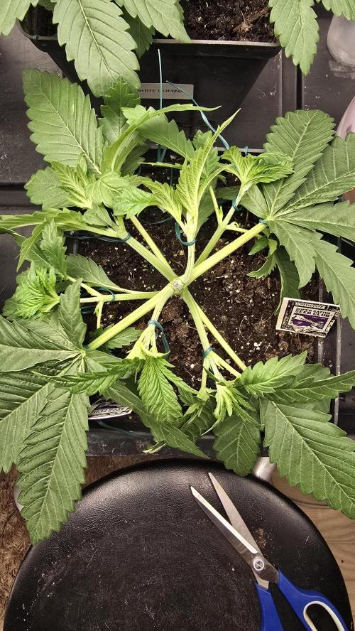 Grow Diary USA Genetics 2026 - F028. Week 4 - 23 days 