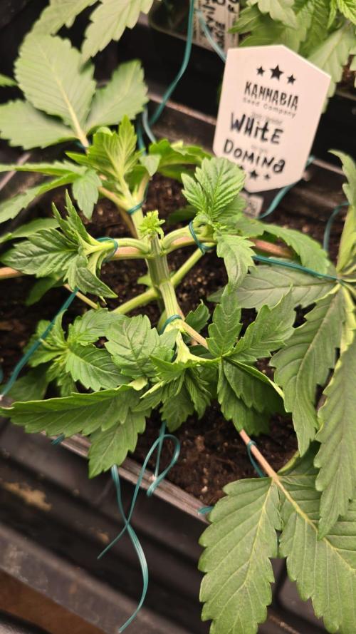 Kannabia Seed Company - White Domina. Week 4 - 23 days 