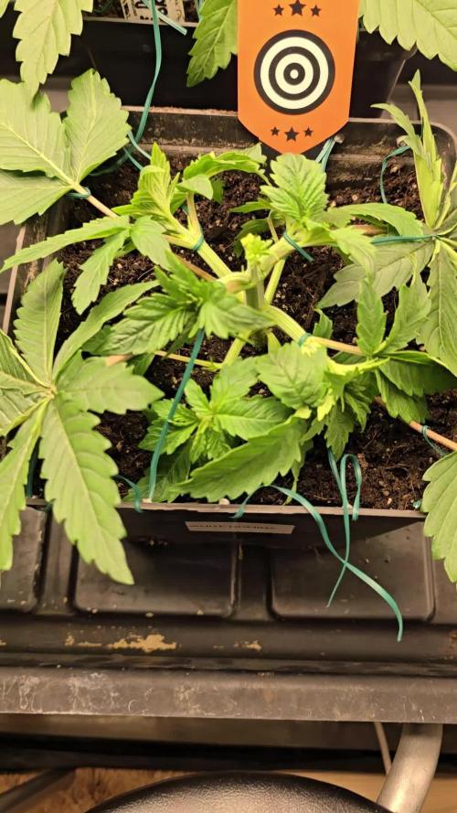 Kannabia Seed Company - White Domina