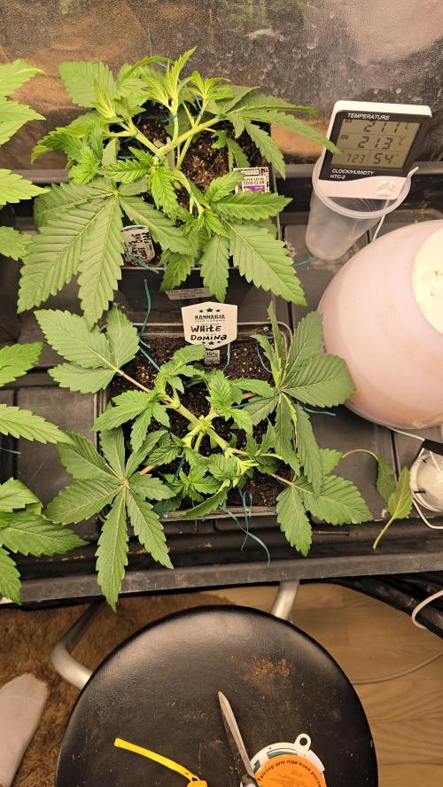Kannabia Seed Company - White Domina. Week 4 - 23 days 