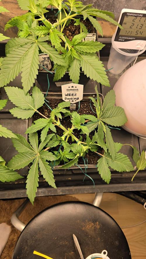 Kannabia Seed Company - White Domina. Week 4 - 23 days 