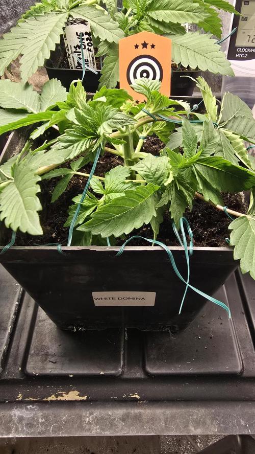 Kannabia Seed Company - White Domina. Week 4 - 23 days 