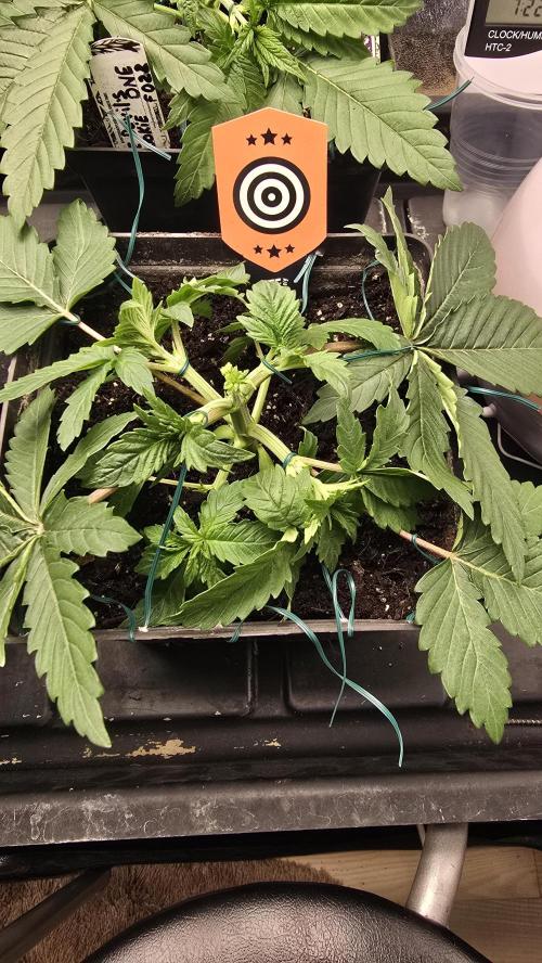 Kannabia Seed Company - White Domina. Week 4 - 23 days 
