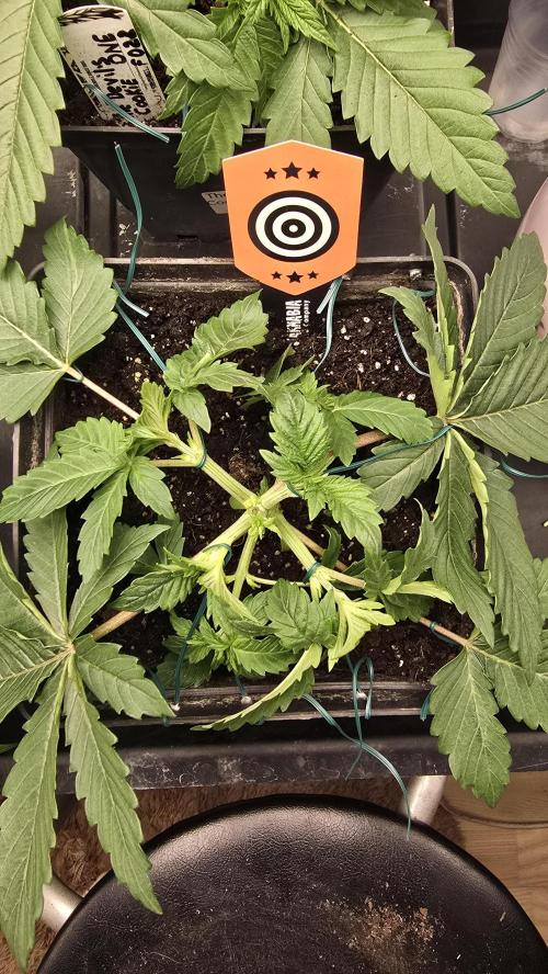Kannabia Seed Company - White Domina. Week 4 - 23 days 