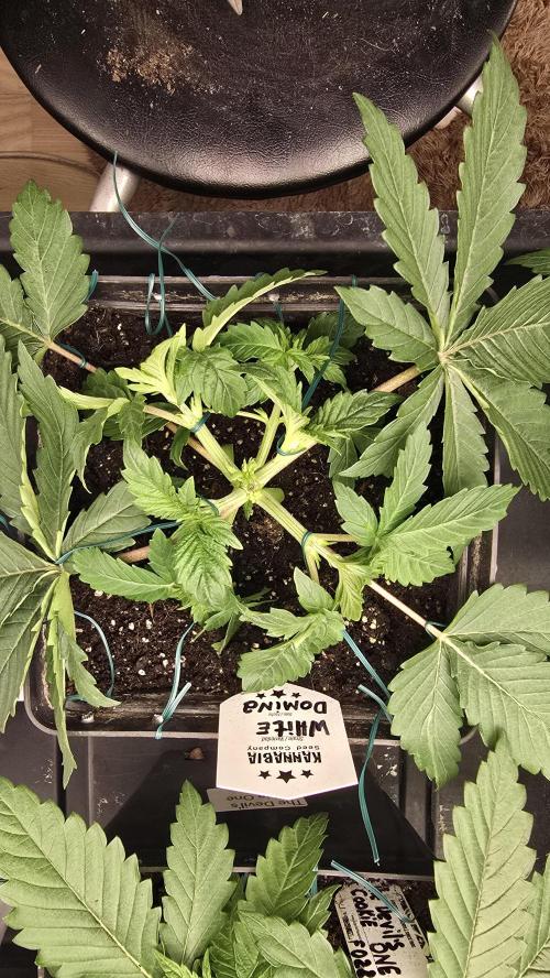 Kannabia Seed Company - White Domina. Week 4 - 23 days 
