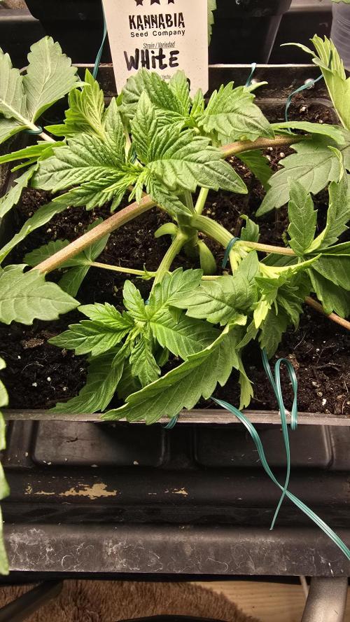 Kannabia Seed Company - White Domina. Week 4 - 23 days 