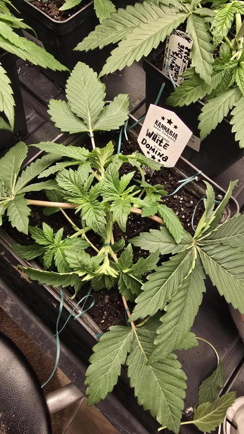 Kannabia Seed Company - White Domina. Week 4 - 23 days 