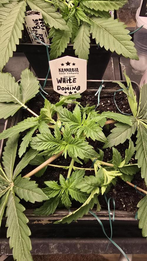 Kannabia Seed Company - White Domina. Week 4 - 23 days 