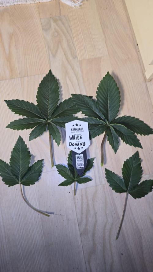 Kannabia Seed Company - White Domina. Week 4