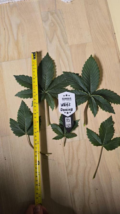 Kannabia Seed Company - White Domina. Week 4 - 26 days