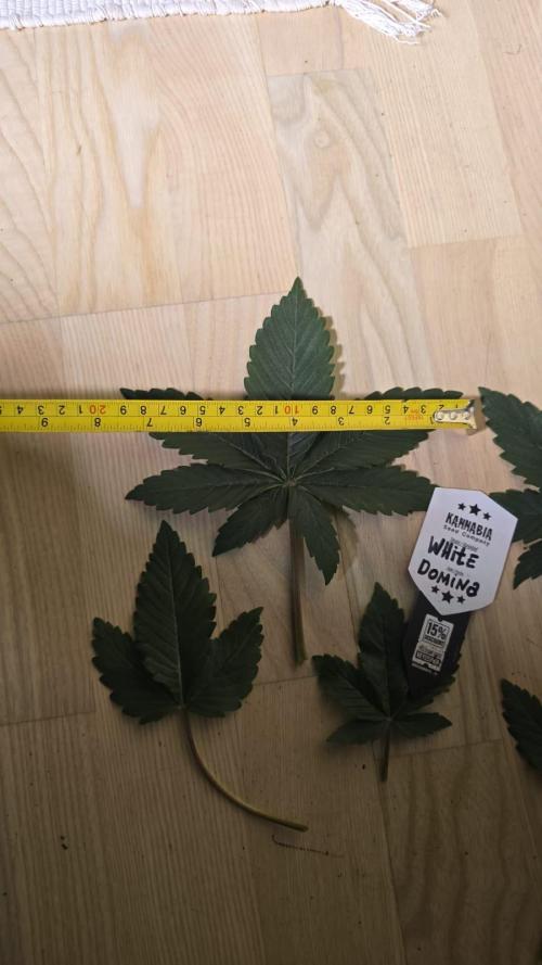 Kannabia Seed Company - White Domina. Week 4 - 26 days 