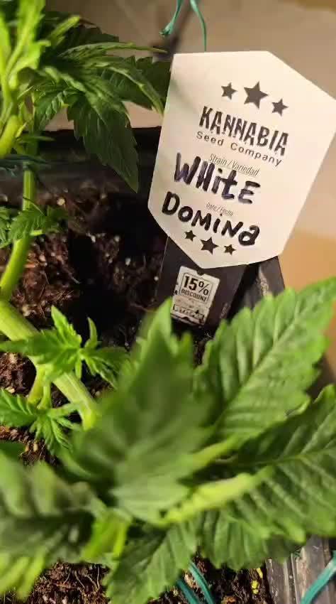 Kannabia Seed Company - White Domina