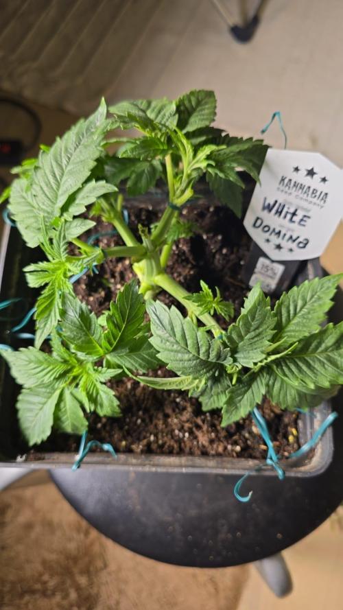 Kannabia Seed Company - White Domina. Week 4 - 26 days 