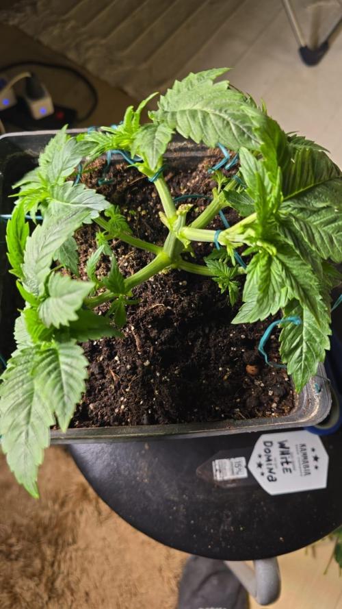 Kannabia Seed Company - White Domina. Week 4 - 26 days 