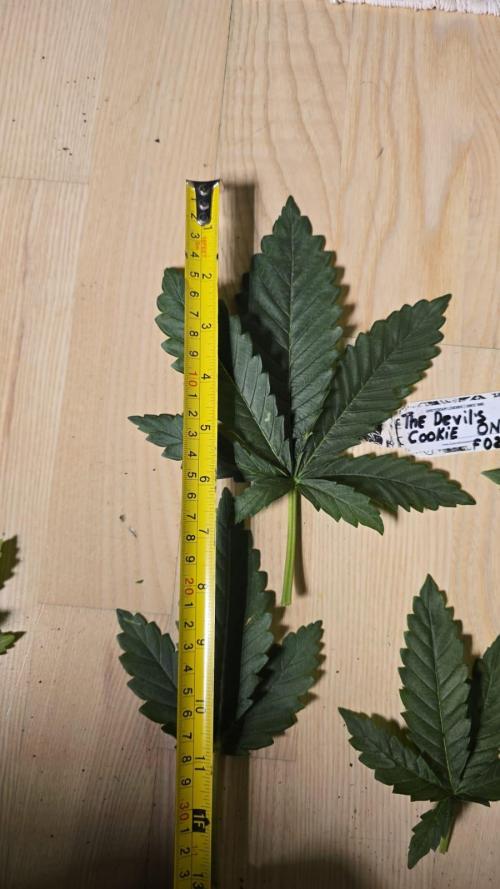 Grow Diary USA Genetics 2026 - F028. Week 4