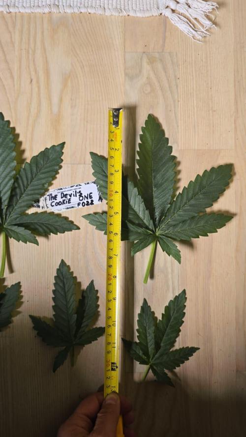 Grow Diary USA Genetics 2026 - F028. Week 4