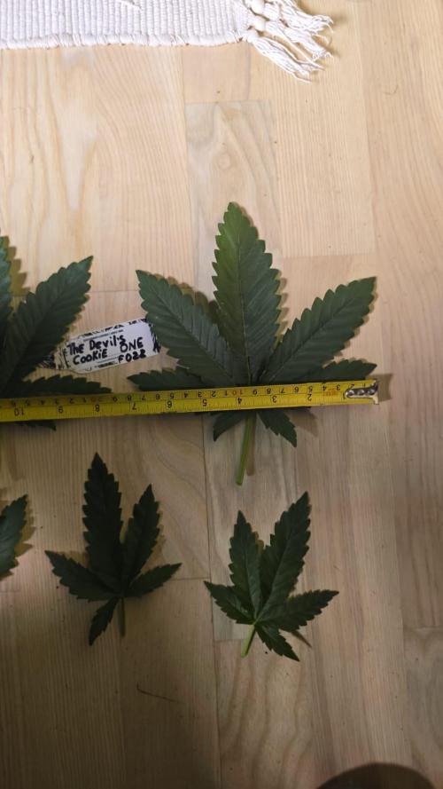 Grow Diary USA Genetics 2026 - F028. Week 4