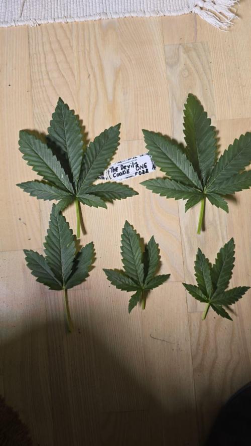 Grow Diary USA Genetics 2026 - F028. Week 4