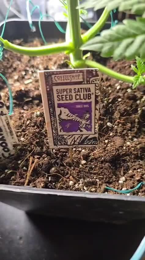 Grow Diary USA Genetics 2026 - F028