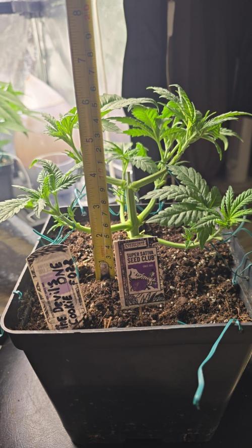 Grow Diary USA Genetics 2026 - F028. Week 4 - Day 26 — we performed defoliation
