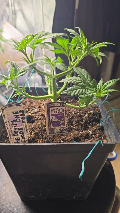 Grow Diary USA Genetics 2026 - F028. Week 4 - Day 26 — we performed defoliation