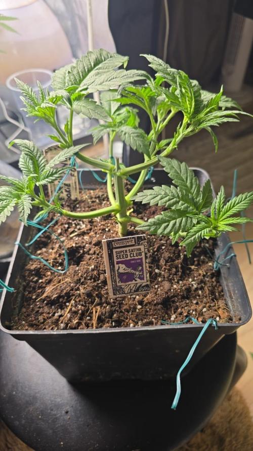 Grow Diary USA Genetics 2026 - F028. Week 4 - Day 26 — we performed defoliation