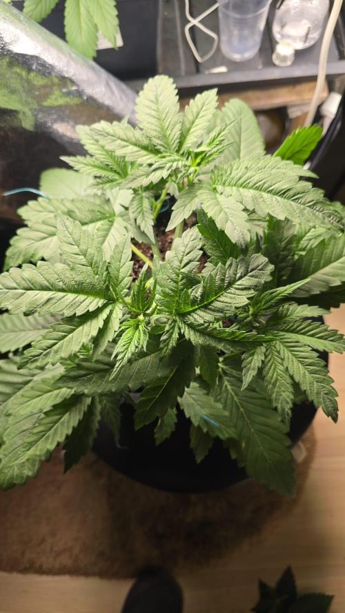 Grow Diary USA Genetics 2026 - F028. Week 4 - 26 days 