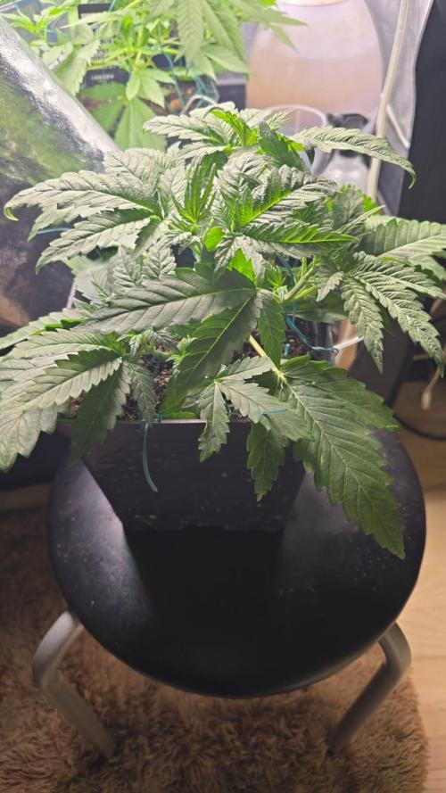 Grow Diary USA Genetics 2026 - F028. Week 4 - 26 days 