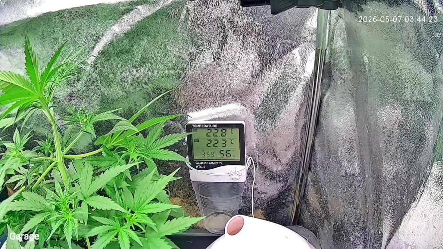 Grow Diary USA Genetics 2026 - F028