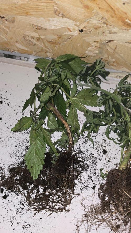 Grow Diary USA Genetics 2026 - F028. Week 5