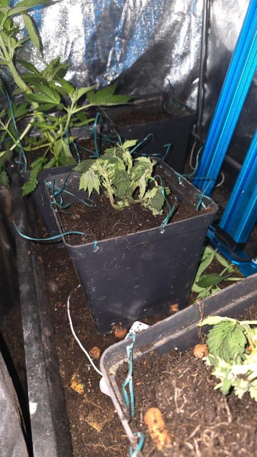 Grow Diary USA Genetics 2026 - F028. Week 5