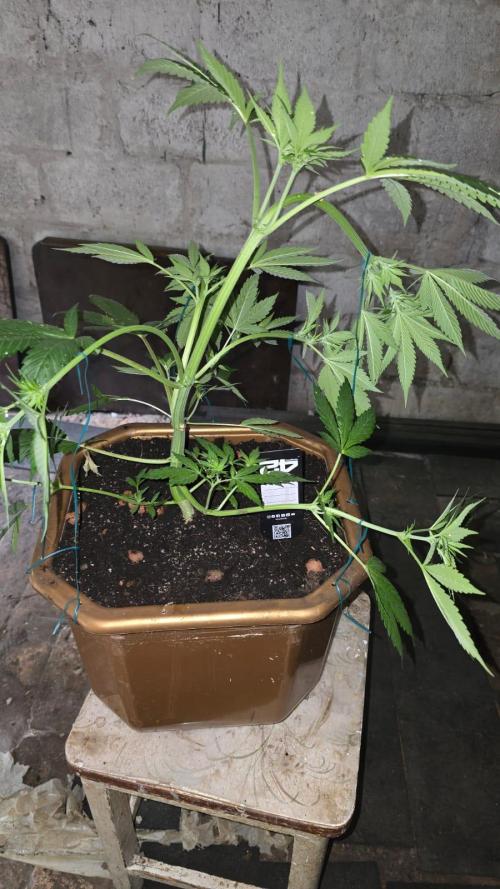Fast Buds💚🏆. Week 5