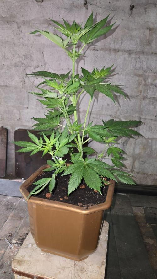 Fast Buds💚🏆. Week 5