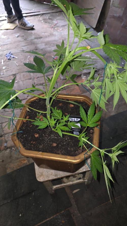 Fast Buds💚🏆. Week 5