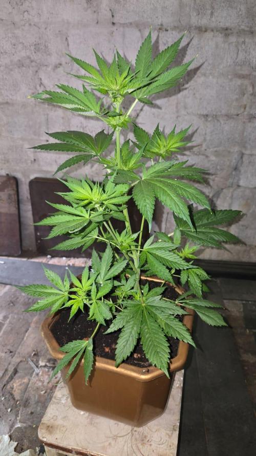Fast Buds💚🏆. Week 5