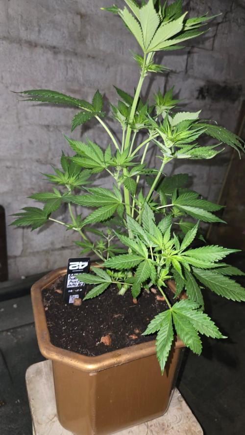 Fast Buds💚🏆. Week 5