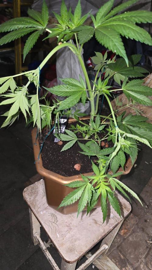 Banana Purple Punch Auto RF3. Week 5