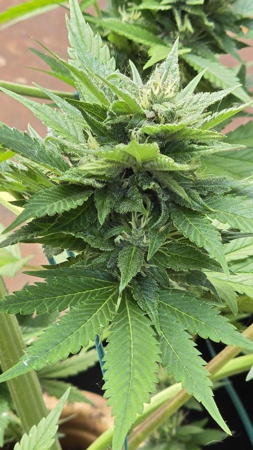 Fast Buds💚🏆. Week 8
