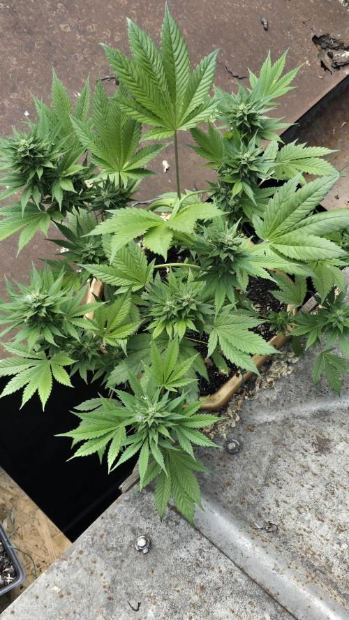 Fast Buds💚🏆. Week 8