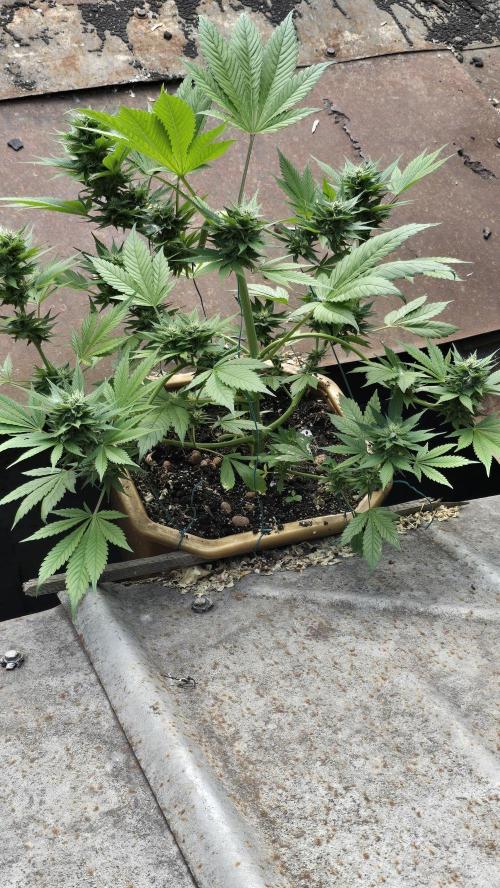 Fast Buds💚🏆. Week 8