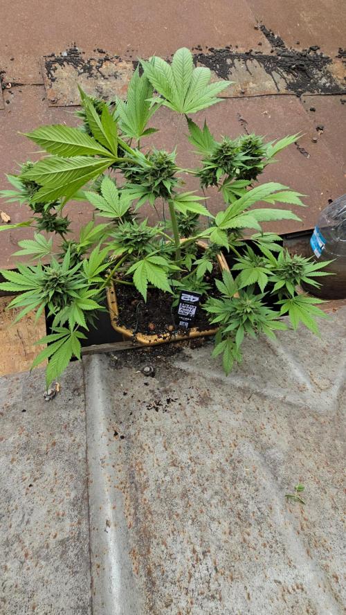 Fast Buds💚🏆. Week 9