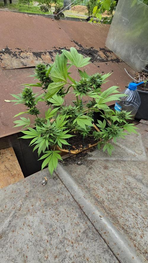 Fast Buds💚🏆. Week 9