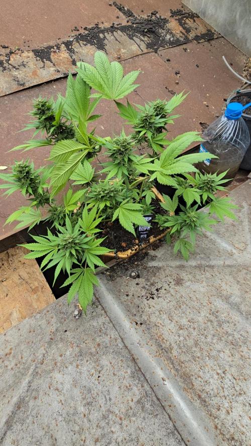 Fast Buds💚🏆. Week 9
