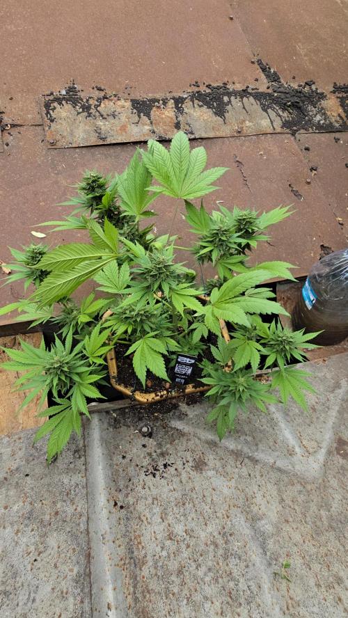 Fast Buds💚🏆. Week 9