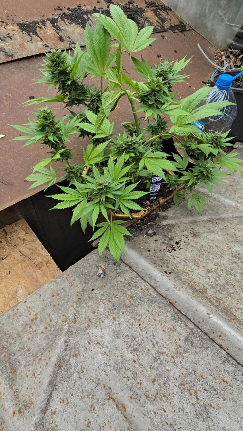 Fast Buds💚🏆. Week 9