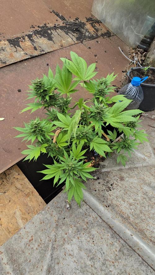 Fast Buds💚🏆. Week 9